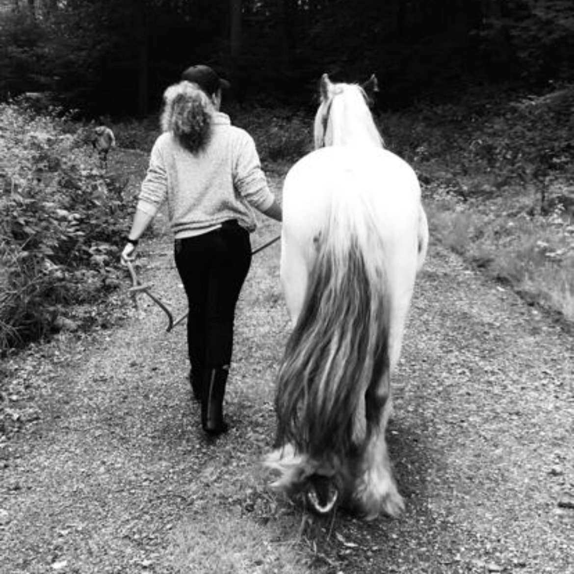 Foto einer Frau, die mit einem weißen Pferd am Führstrick spazieren geht