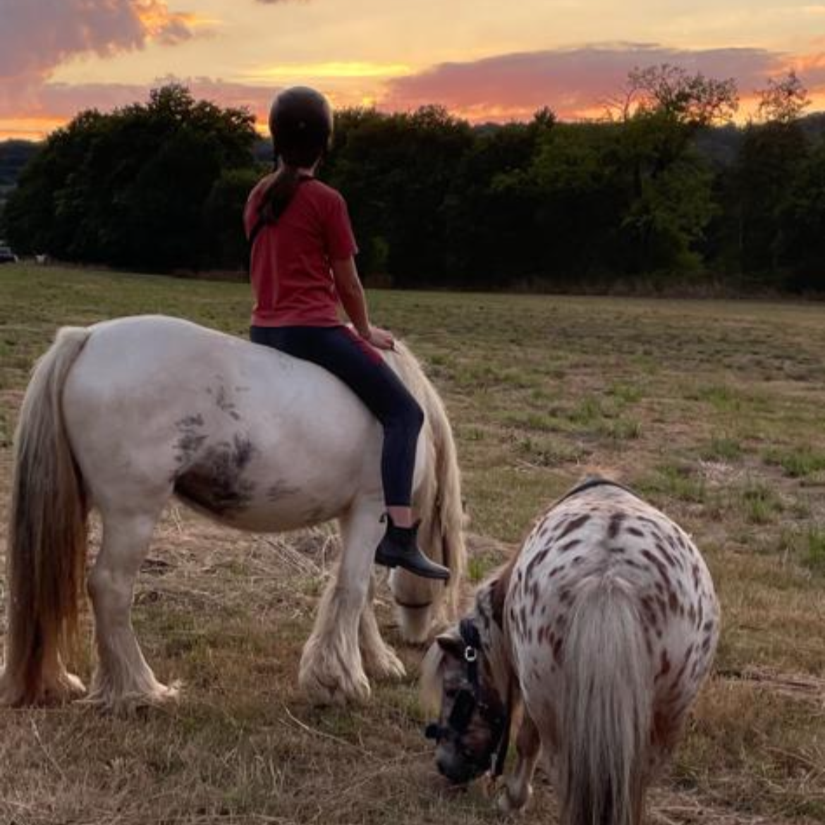 Foto: zwei Ponys grasen auf einer Weide am Waldrand, auf einem von ihnen sitzt ein Kind und schaut in den Sonnenuntergang