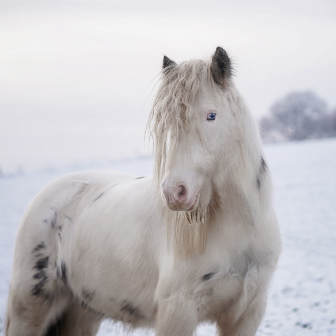 Foto eines weißen Tinkers in einer Winterlandschaft